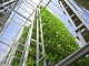 Появится первая в мире вертикальная ферма на солнечной энергии